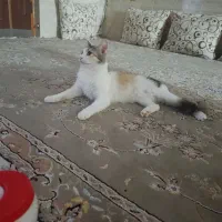 واگذاری گربه خانی  گناوه،