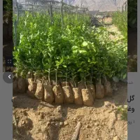 نهال درجه یک باتضمین کاشت ونژاد خوشه ای