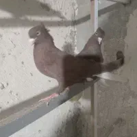 کفترپلاکی مسافتی