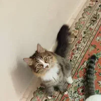 گربه گم شده|حیوانات|خفر, |دیوار