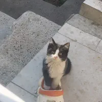 واگذاری دوتا گربه خوشگل نروماده