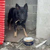 سگ ژرمن گمشده