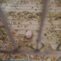 عروس لوتینو مولد