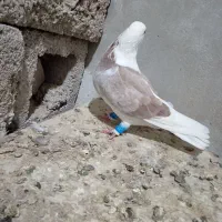 پشتی ماده|پرنده|برازجان, |دیوار