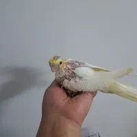 جوجه عروس هلندی