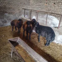 گوسفند و بره چاق