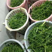 سبزی خورد شده و پاک شده