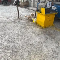 سگ پاکوتاه