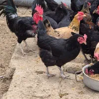 مرغ و خروس برای فروش|حیوانات مزرعه|برازجان, |دیوار