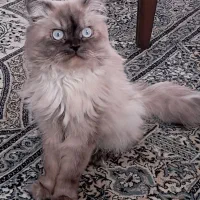 گربه هیمالین