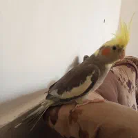 عروس هلندی دستی.|پرنده|سبزوار, قصبه شرقی|دیوار