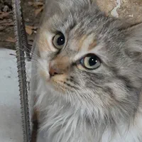 گربه گمشده