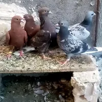 کبوتر کفتر|پرنده|مشهد, پورسینا|دیوار