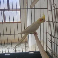 عروس هلندی