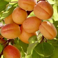 نهالستان پخش نهال سهند صنوبر و میوه|خدمات باغبانی و درختکاری|ارومیه, |دیوار