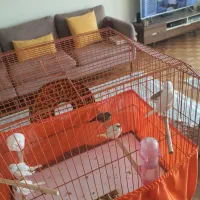 فنچ|پرنده|تهران, آسمان|دیوار