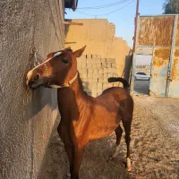 اسب