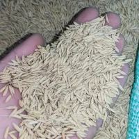 تخم جو هاشمی