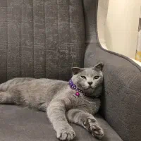 گربه اسکاتیش