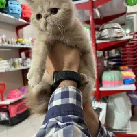 اگزوتیک شورت هیر