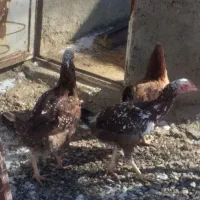 سه عدد مرغ لاری به فروش می رسد