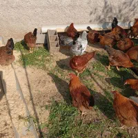 جوجه گلپایگان سالم چهار ماهه|حیوانات مزرعه|لاهیجان, کوی زمانی|دیوار