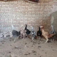 لاری|حیوانات مزرعه|شبستر, |دیوار