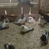 کبوتر کله دم پرشی