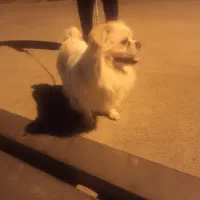 پت خانگی