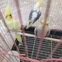 عروس هلندی|پرنده|دماوند, گیلاوند|دیوار