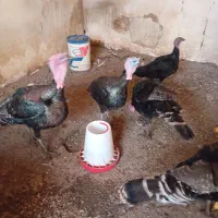 بوقلمون محلی طبیعی|حیوانات مزرعه|اردبیل, |دیوار