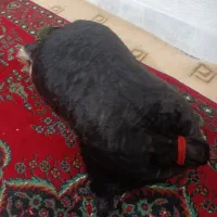 خیگ و مشک ابی|حراج|ایذه, |دیوار