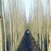 فروش انواع نهال صنوبر در انواع سایز