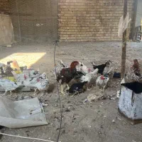 ۲۳عددمرغوخورس گلین فول درجه یک به شرط|حیوانات مزرعه|ابریشم, |دیوار