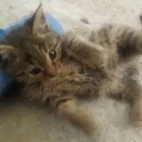 واگزاری گربه رایگان