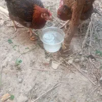 مرغ محلی تخمگذار. و تیش و خروس|حیوانات مزرعه|عنبرآباد, |دیوار