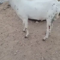 کهره نر چاق