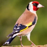 ماده سهره سقا