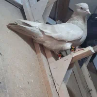سوسنی کرم بزن بی عیب معاوضه