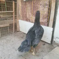 مرغ و خروس لاری اصل