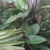 پالم شمشادباباادم|گل و گیاه طبیعی|املش, |دیوار