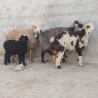 2راس میش ترکی جوان بره دار