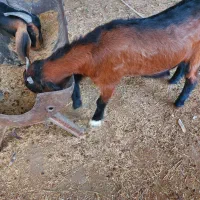 سلام فروش بز باگهرش ویک گهره یک‌ساله