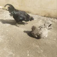 مرغ و خروس ایام سمانی چهل تاج