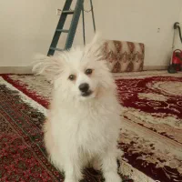 سگ پامر|سگ|ایلام, |دیوار