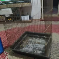 قفس پرنده