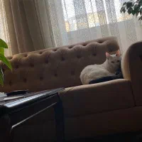 واگذاری رایگان