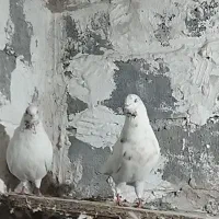 نرو ماده پرش بالا و اویناق