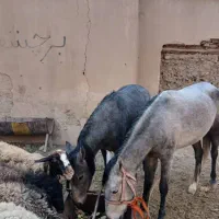 اسب (مادیون)با کره *مادیون|اسب و تجهیزات اسب‌سواری|پیشوا, |دیوار