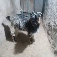 بزغاله نر شیرمست